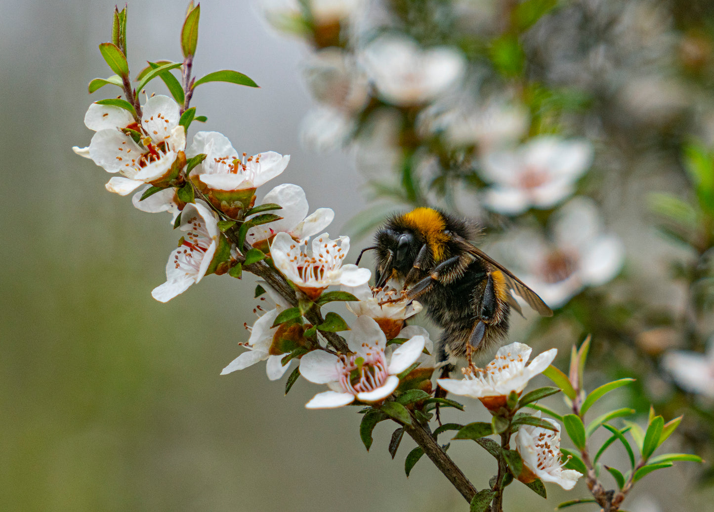 Nigella Manuka Honey